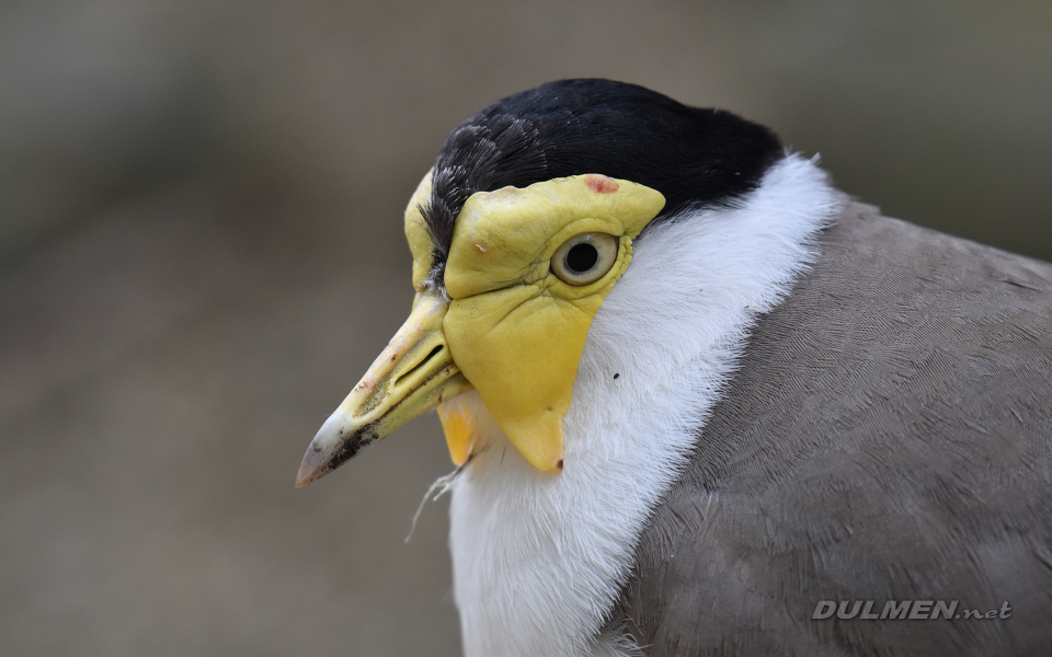 Wattled lapwing (Vanellus senegallus)